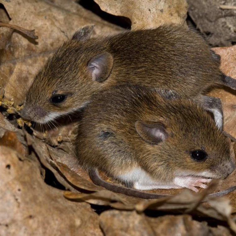 Уничтожения мышей в частном доме в Мытищях?