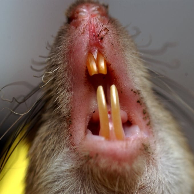 Дератизация крыс в Мытищях?